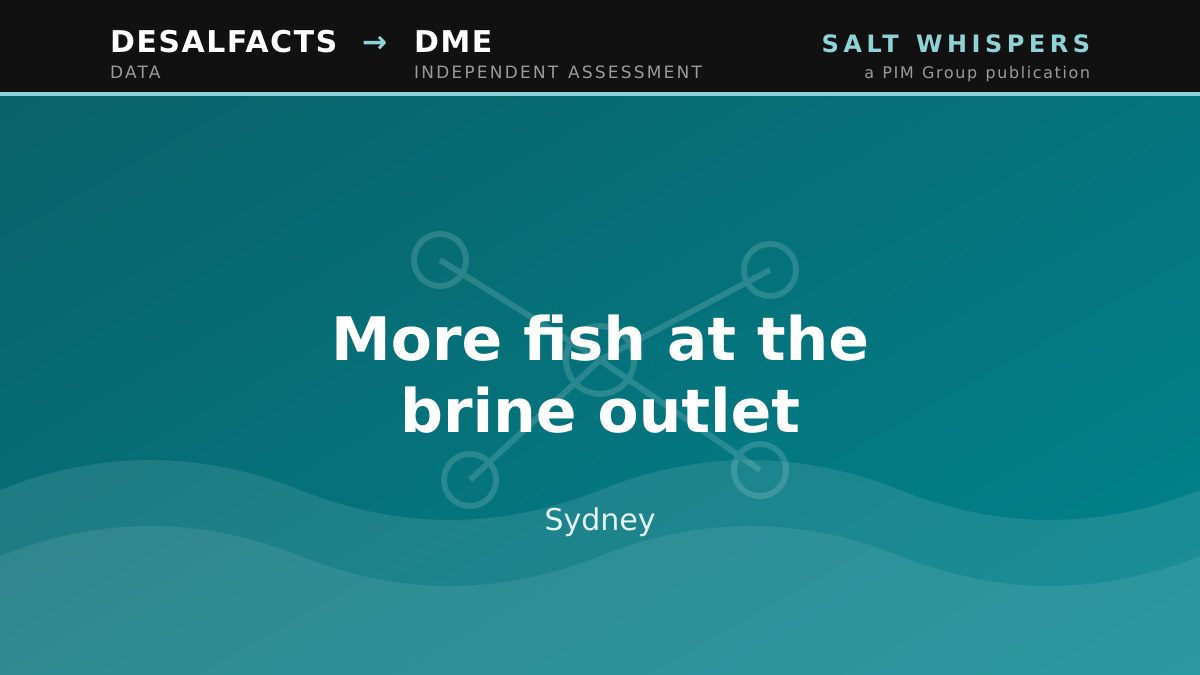 More fish at the brine outlet, Sydney